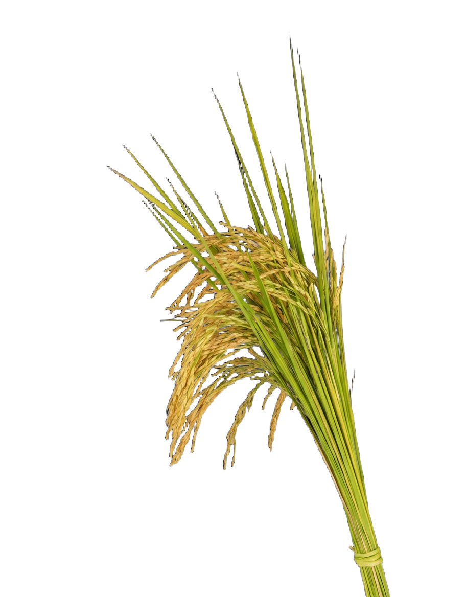 Footer Primary Without Banner